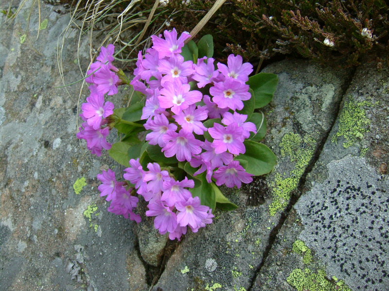 Primula apennina / Primula appenninica